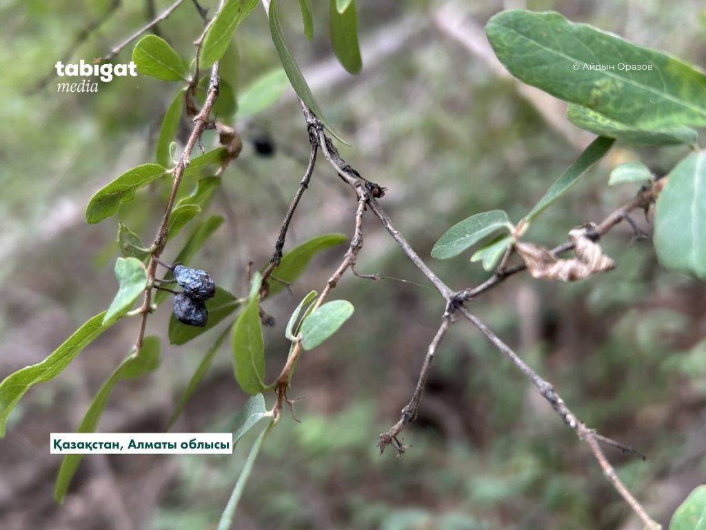 Порнодағы әжесі мен немересі